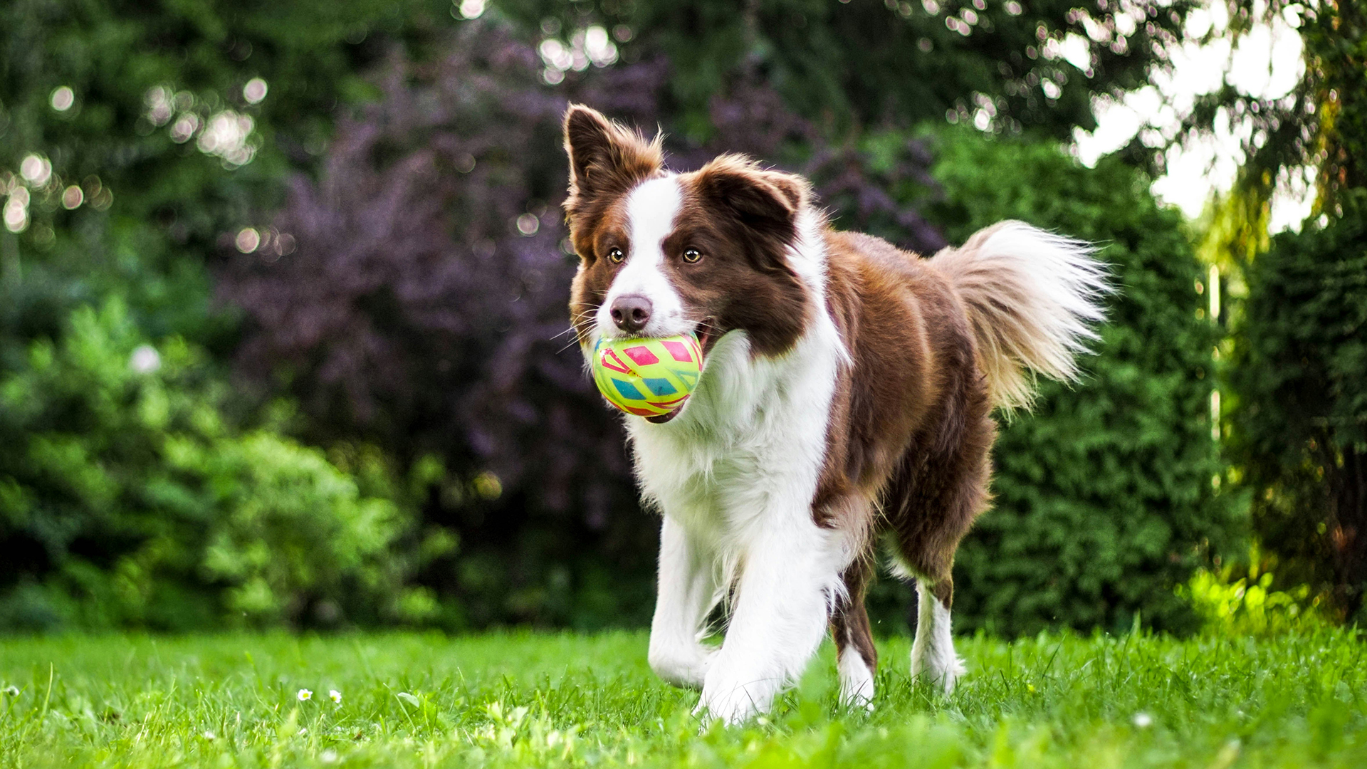 4-h-dog-project-info-meeting-illinois-extension-uiuc